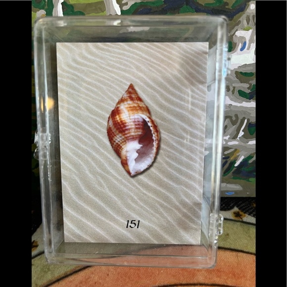 Ocean Oracle🌊🐚 - Picture 8 of 10